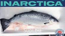 Тихоокеанский охлажденный лосось INARCTICA