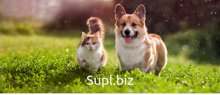 https://kormoteka.ru;     Интернет  магазин  кормов для  кошек и собак ( ТМ  ProBalance &amp; GLANCE)