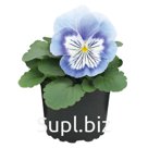 Виола (Viola wittrockiana ). Cats® Plus . Marina