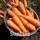 Морковь свежая оптом