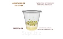 АКВАРИУМНОЕ РАСТЕНИЕ (СТЕБЕЛЬНОЕ) ГИДРОКОТИЛА ВЕРТИКАЛЬНАЯ (HYDROCOTYLE VERTICILLATA)