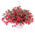 Бегония (Begonia boliviensis ). Groovy . Rose