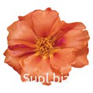 Портулак крупноцветковый (Portulaca grandiflora). Stopwatch . Orange