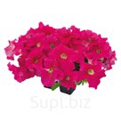 петуния (Petunia x hybrida grandiflora ). SUCCESS! 360° . Deep Pink