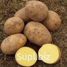 Картофель