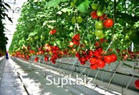 Приветствую ув. коллеги, в нашей производстве готовая к продаже имеется помидоры сорта Эл-Бандито.
Цена &amp; Условия оплаты договорная.
Возможно поставки на у…