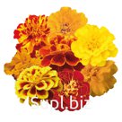 Бархатцы (Tagetes patula ). Safari . Mix
