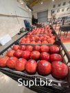 Яблока Иранские