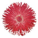 Маргари́тка (Bellis perennis ). Habanera. Red