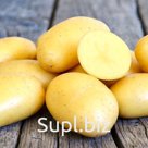 Картофель белый весовой