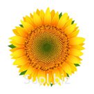 Масло Соевое, Рапсовое,Подсолнечное