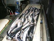 скумбрия БГ 200-300, сентябрь