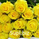 Роза Пенни Лейн
